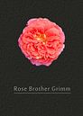 Rose "Gebrüder Grimm" van Leopold Brix thumbnail