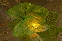 Caladium Plant 1 art numérique