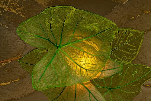 Caladium Plant 1 art numérique