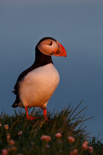 Papegaaiduiker in avondlicht van Menno Schaefer