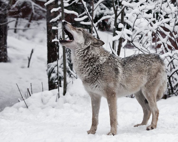 Das Lied vom Wolf. Ein Wolf (weiblicher Wolf) heult (heult, schreit), hebt seine Schnauze nach oben  von Michael Semenov