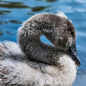 Junge grauen Schwan
