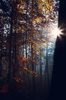 Goldene Herbstblätter