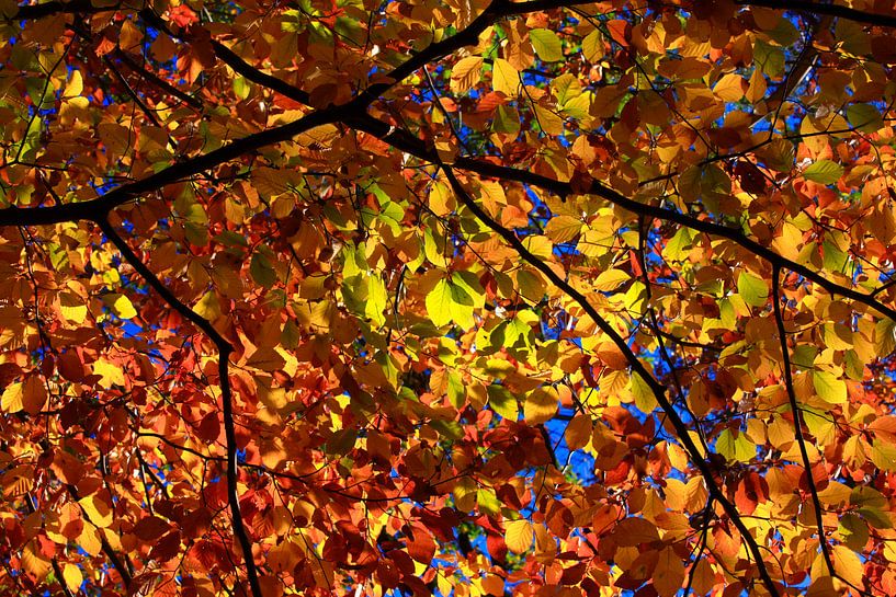 Beech by Thomas Jäger