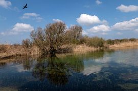 Noord Hollands Duinreservaat