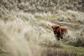 Scottish Highland by Hans Lunenburg