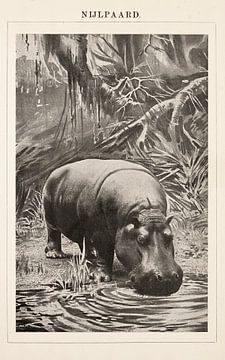 Oude educatieve plaat Nijlpaard van Studio Wunderkammer