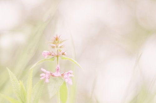 wilde orchidee