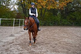 Training with the bay Oldenburg mare on a riding arena