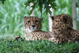 Auge in Auge mit einem Geparden