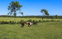 Paarden die grazen op een groene weide tegen een blauwe lucht van MPfoto71 thumbnail