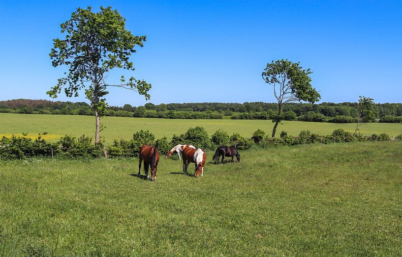 Paarden die grazen op een groene weide tegen een blauwe lucht van MPfoto71
