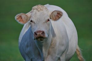 Neugierige französische Kuh in der Auvergne.