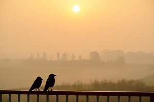 Paar kauwtjes op een reling kijken naar de zonsopkomst van Sjoerd van der Wal Fotografie