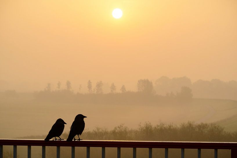 Ein Paar westlicher Dohlenvögel sitzt auf einem Geländer und beobachtet den Sonnenaufgang von Sjoerd van der Wal Fotografie