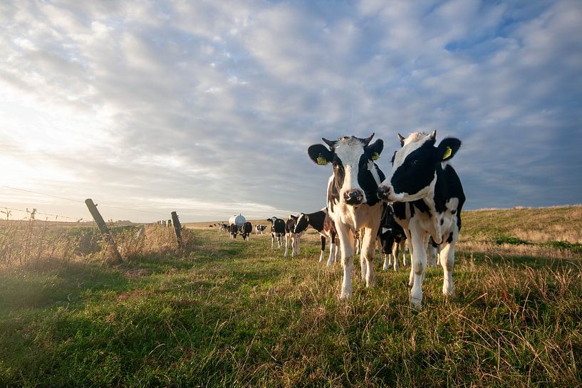 Cows at sunrise by Steven Blahowetz