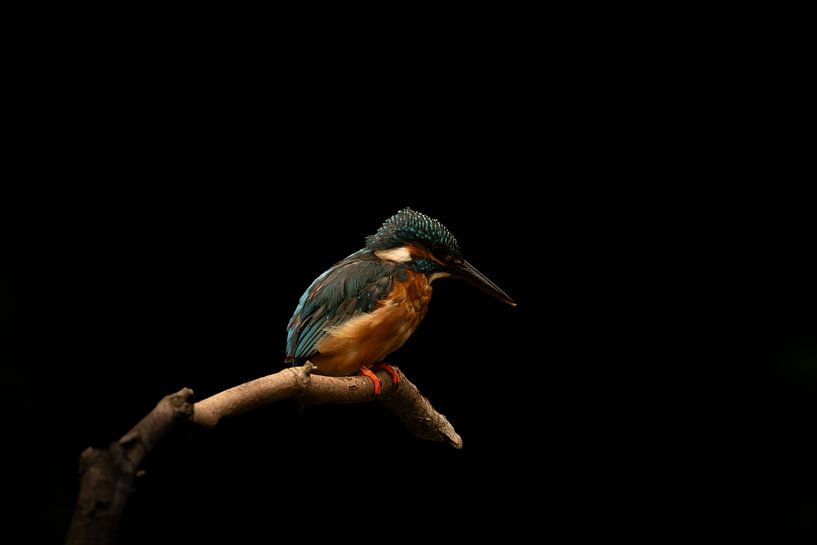 observeren van vdzwanfotografie