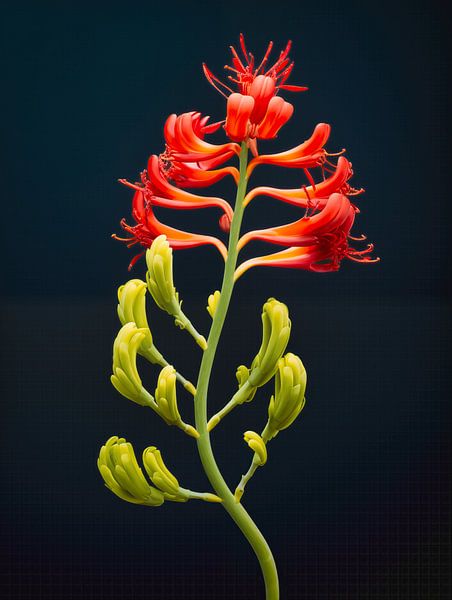 Kangaroo Paw Flower Portrait by Virgil Quinn - Decorative Arts