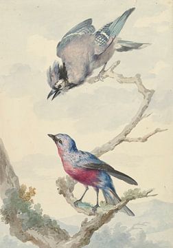 Zwei Vögel: ein blauer Eichelhäher und eine violette Brustkotinga, Aert Schouman