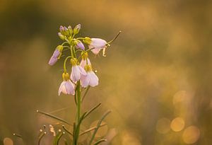 blühen in der frühen Morgensonne. von natascha verbij