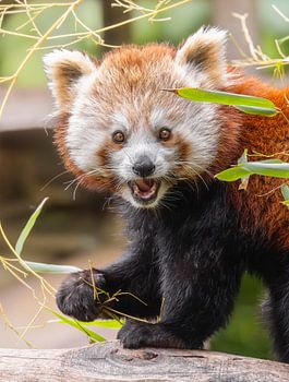 Un panda roux parmi les feuilles de bambou