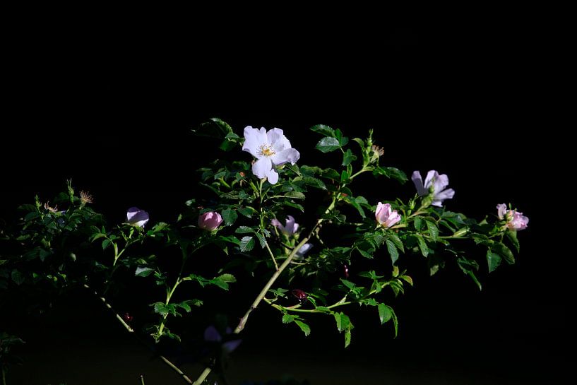 Dog rose by Thomas Jäger