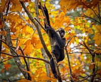 Baby Witwanggibbon in de  bomen