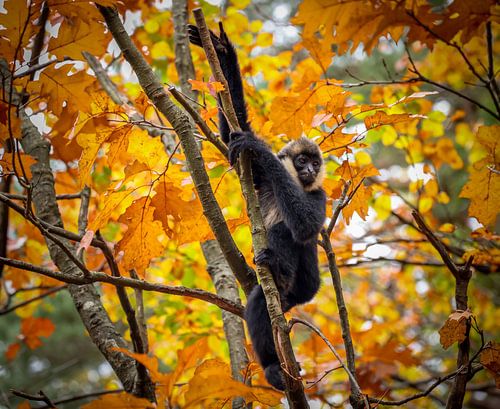 Nomascus leucogenys in trees