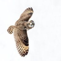 Short eared owl in flight, looking in a snowy backdrop