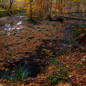 Herbst in den belgischen Ardennen von Mike Broers