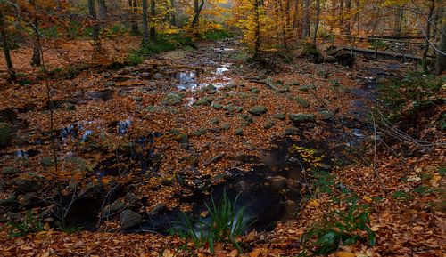 Herfst in de Belgische Ardennen
