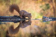 Nieuwsgierig eekhoorntje van Ruud Bakker thumbnail