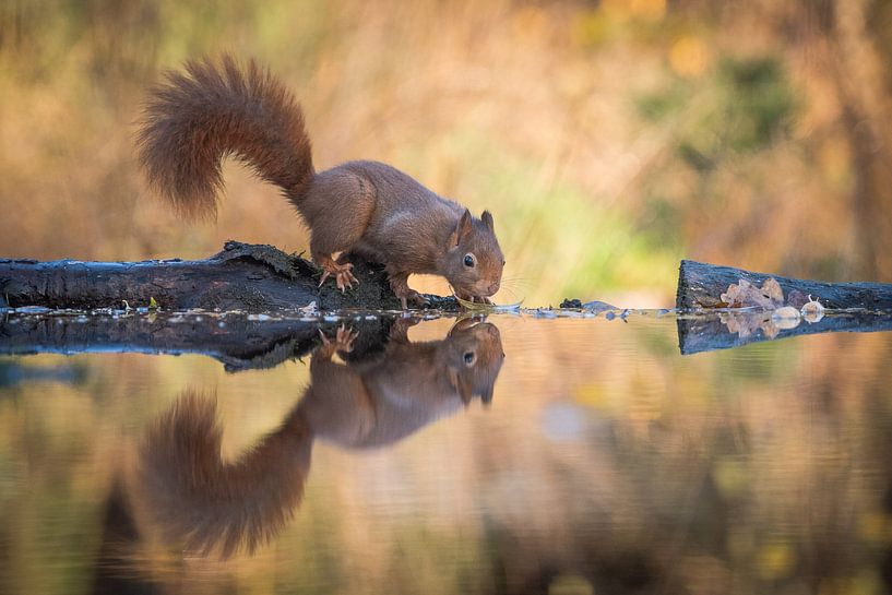 Nieuwsgierig eekhoorntje van Ruud Bakker