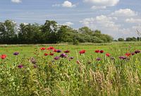 Bank of Poppies