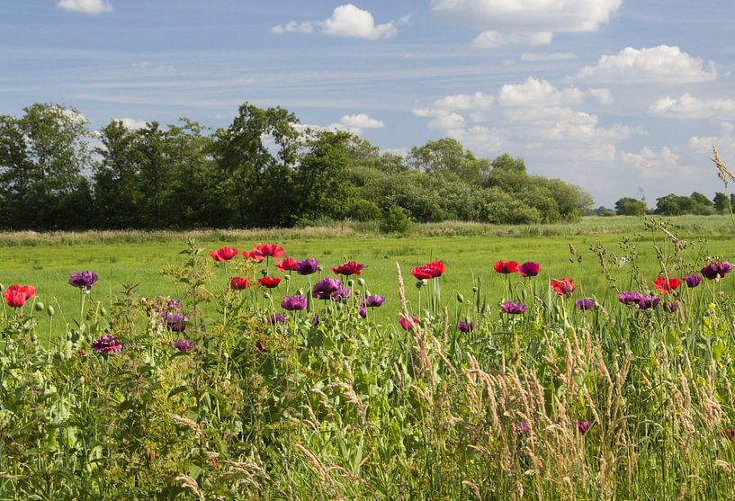 Bank of Poppies par King Photography