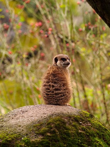An alert meerkat