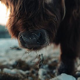 Bœuf Highland congelé pendant l'hiver allemand sur Joris Machholz