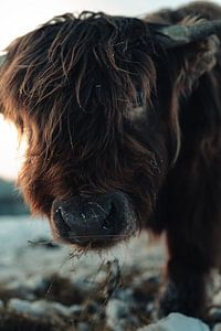 Bevroren Hooglanders in de Duitse winter van Joris Machholz