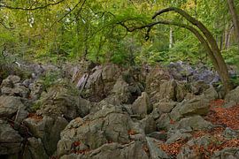 Felsenmeer, famous Nature Reserve, sea of rocks, rock chaos of Hemer, wildly romantic beech forest i