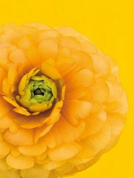 Foto van een gele ranonkel bloem. van Therese Brals