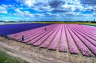 Bollenvelden in bloei van Wouter Sikkema thumbnail