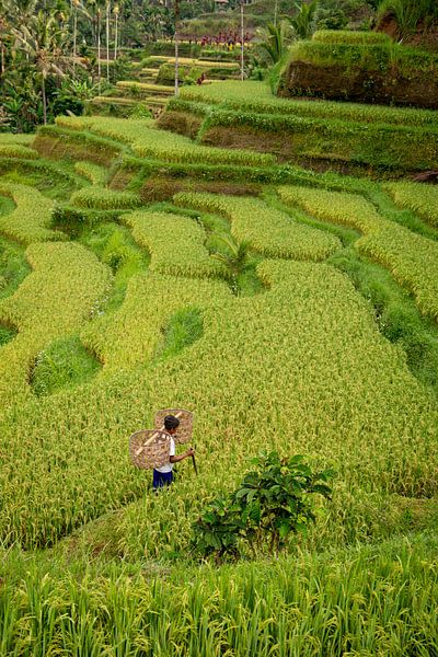 Tegallalang worker through the rice fields by Ellis Peeters
