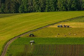 forest flowers field landscape Erzgebirge mountains towns cities villages