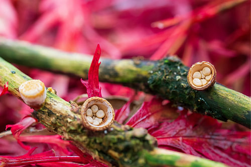 Nest fungi on red leaves