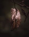 Faded leaves dark & moody van Sandra Hazes thumbnail
