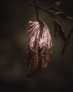 Faded leaves dark & moody van Sandra Hazes