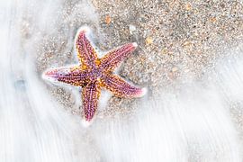 Étoile de mer