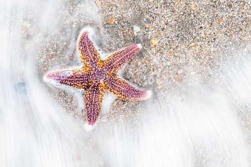 Starfish by Stijn Smits