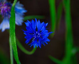 Die Kornblume von Rudi Everaert