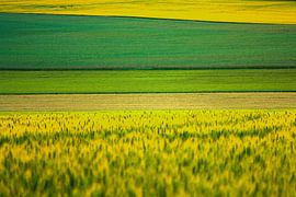 Akker in vlakken met groen- en geeltinten van Susan Hol